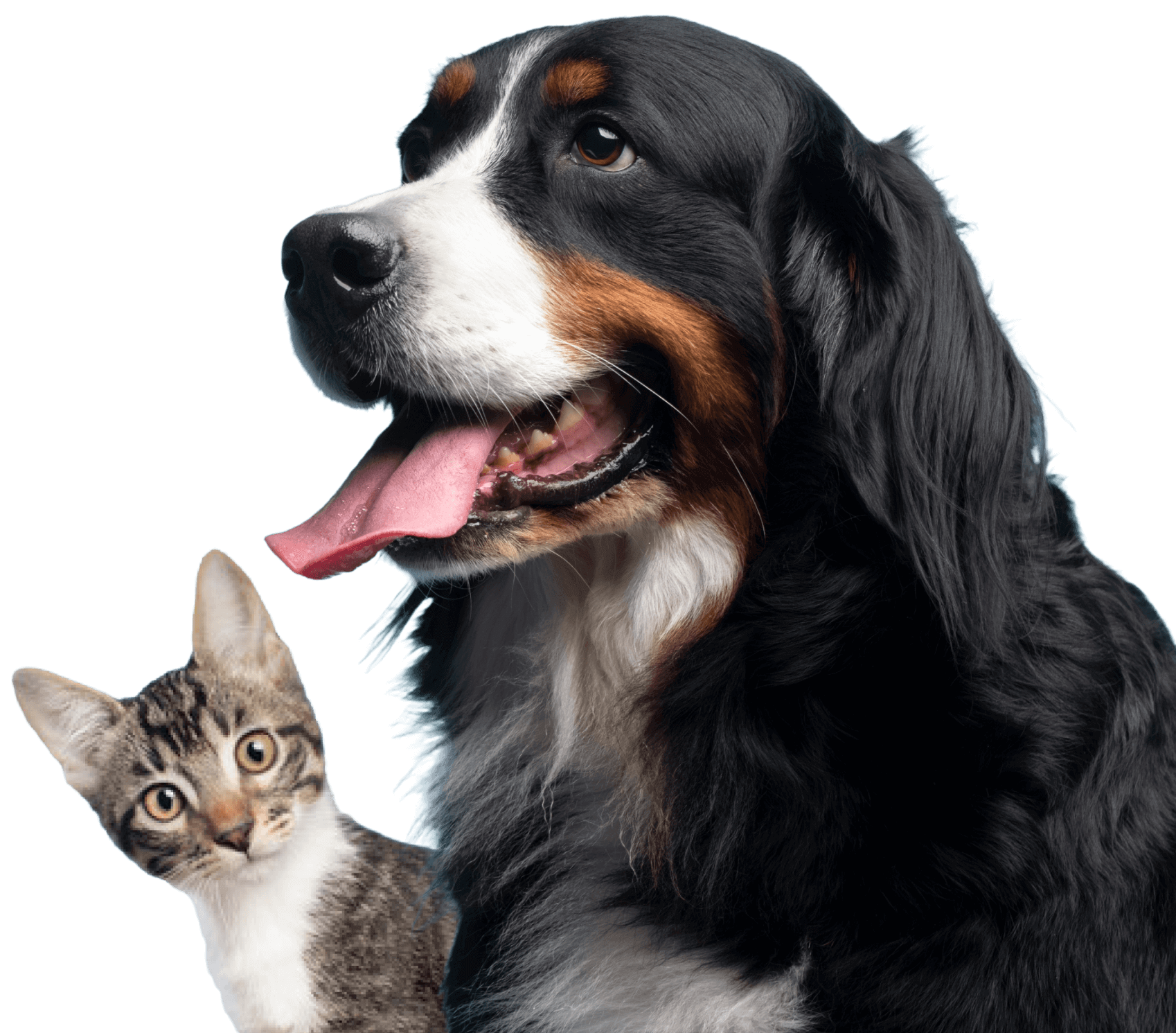 Cat and Dog Surgery in South Florida